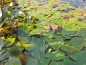 Preview: Potamogeton natans - schwimmendes Laichkraut